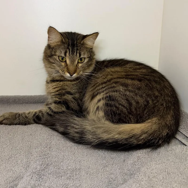 A young medium-sized female Brown / Chocolate Domestic Medium Hair cat named Slim for adoption in Council Bluffs, IA