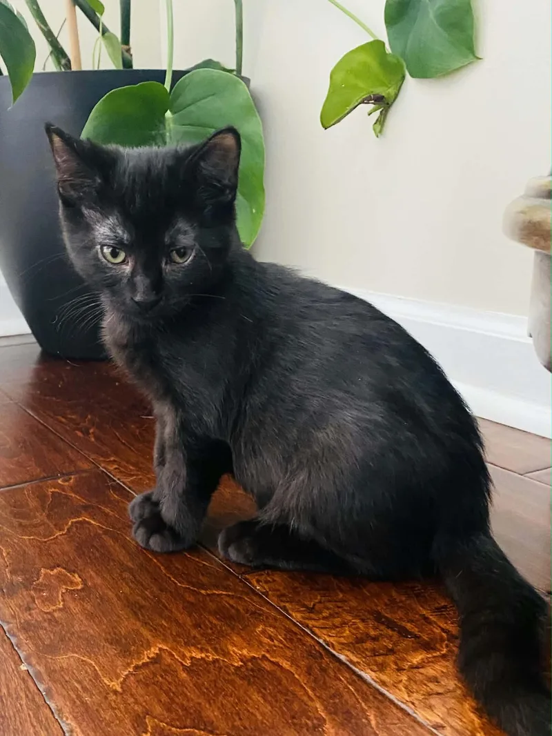 A baby medium-sized male Black Domestic Short Hair cat named Bullshark for adoption in Martinsville, IN