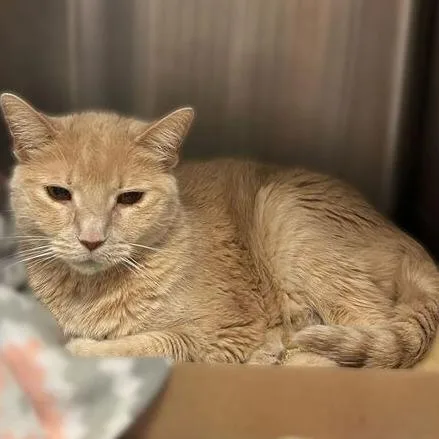 A senior large-sized female Cream / Ivory Domestic Short Hair cat named Egg Salad for adoption in Davenport, IA