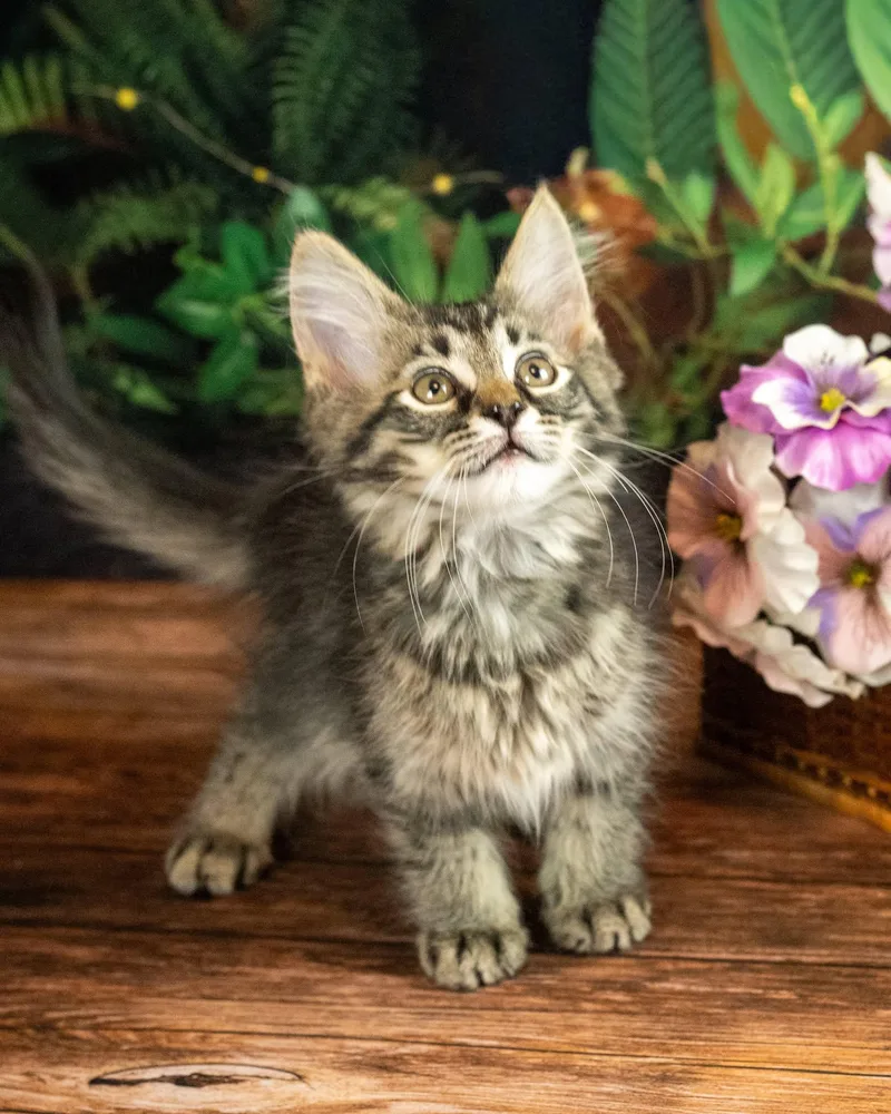 A baby small-sized male Tabby (Brown / Chocolate) Domestic Medium Hair cat named Malarky for adoption in Lapeer, MI