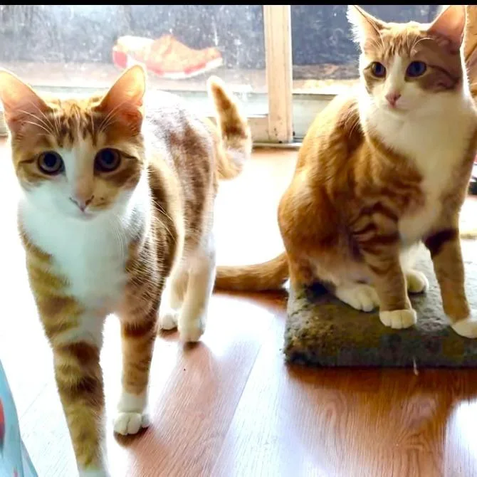 An adult medium-sized female Orange / Red Domestic Short Hair cat named Georgia for adoption in Los Angeles, CA