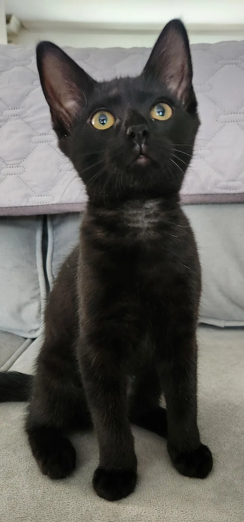 A baby medium-sized female Black Domestic Short Hair cat named Electra for adoption in Highland Park, NJ