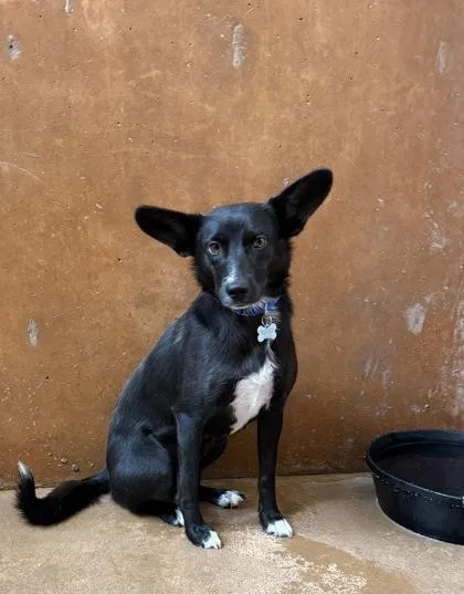 An adult medium-sized female Border Collie dog named Maizy for adoption in Burlington, WA