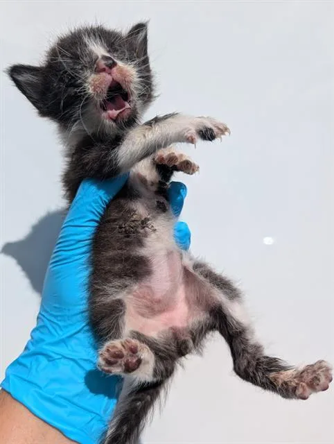 A baby small-sized male Domestic Short Hair cat named Chomper for adoption in San Antonio, TX
