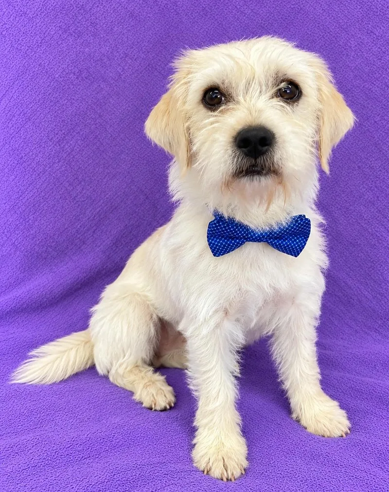A young small-sized male Apricot / Beige Terrier dog named Cooper for adoption in Lodi, CA
