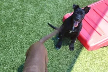 A baby small-sized female Retriever dog named Smores for adoption in Kenansville, NC