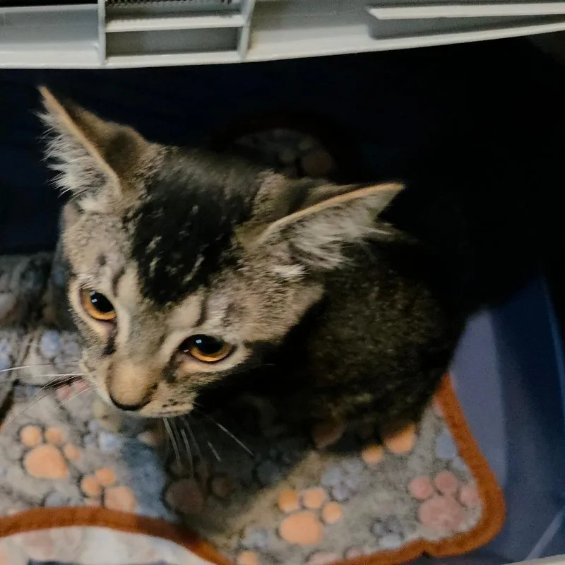 A young small-sized male Brown / Chocolate Domestic Short Hair cat named A Bootstrap Bill for adoption in Centralia, WA