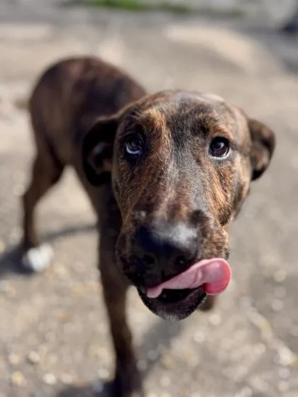 An adult small-sized male Hound dog named Ramos Gin Fizz for adoption in New Orleans, LA