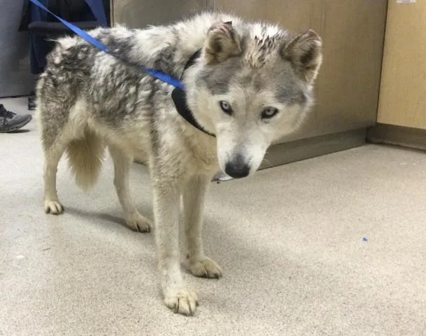 An adult large-sized female Siberian Husky dog named Frozen for adoption in Riverside, CA