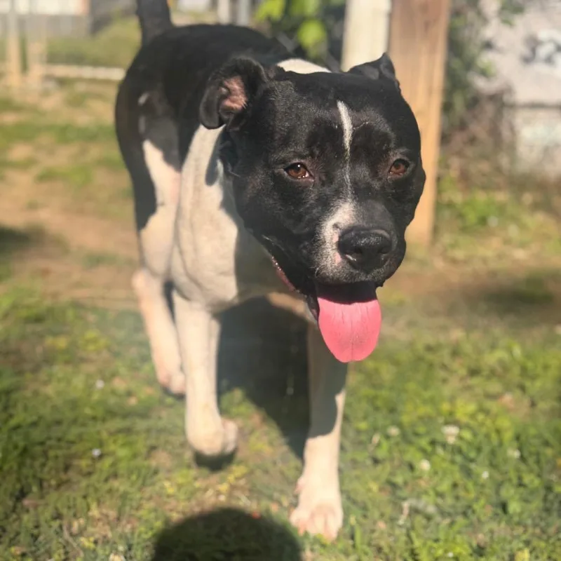 An adult small-sized male Black Boxer dog named Bruno for adoption in Starkville, MS