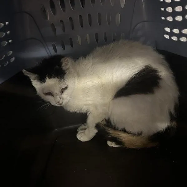 An adult medium-sized female Calico Domestic Short Hair cat named Olivia for adoption in Salt Lake City, UT