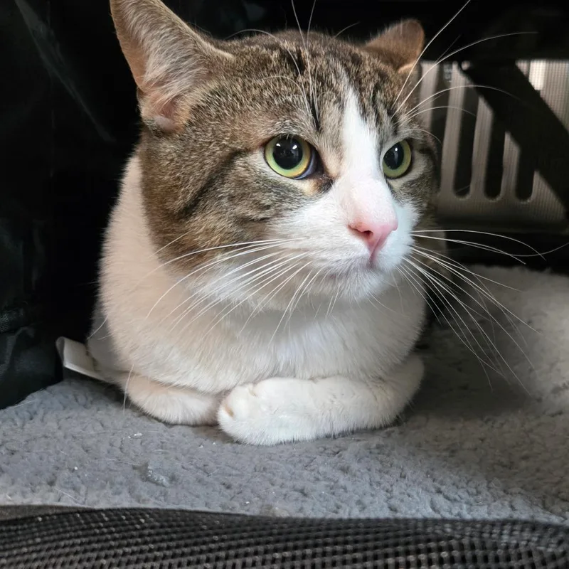 A young large-sized male Brown / Chocolate Domestic Medium Hair cat named Walnut for adoption in San Jacinto, CA