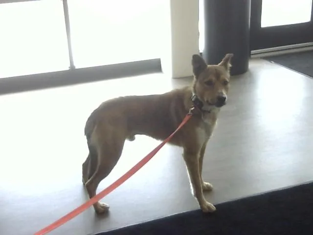 A young large-sized male German Shepherd Dog dog named Popeye for adoption in Toledo, OH