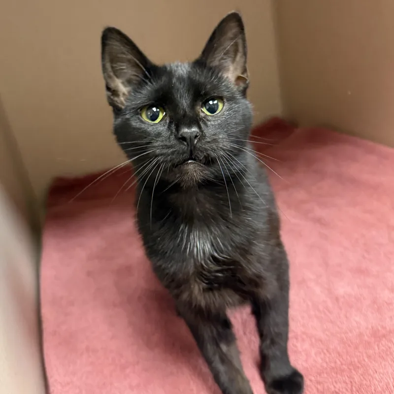 A young small-sized female Domestic Short Hair cat named Baby for adoption in Kearney, NE