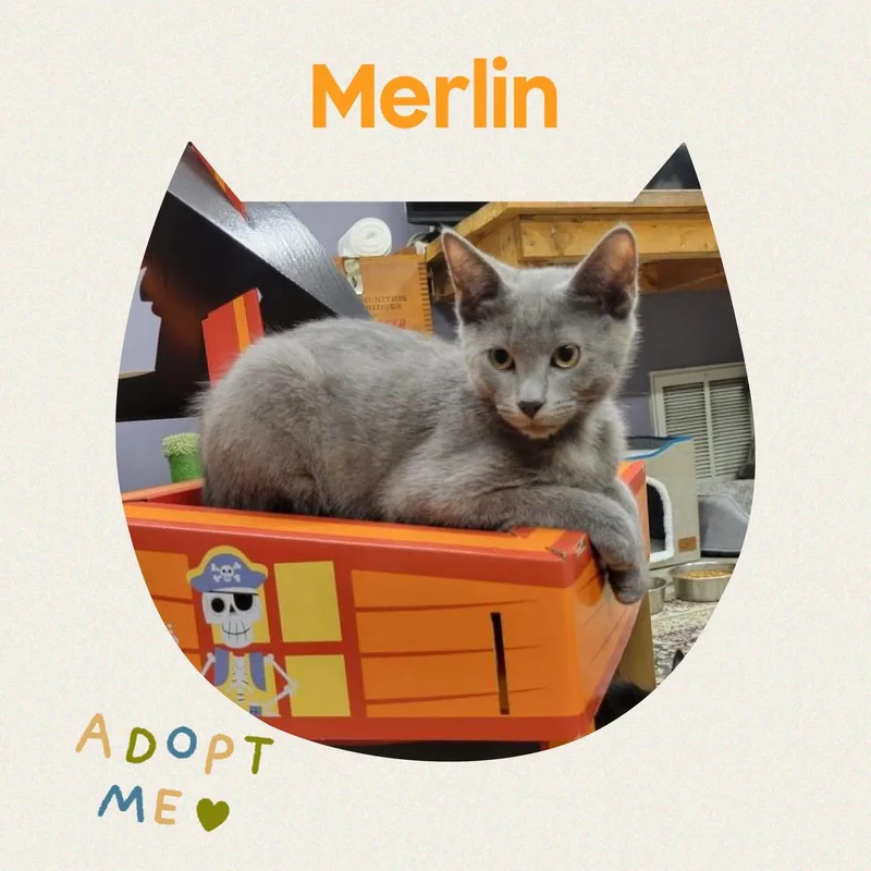 A young medium-sized male Gray / Blue / Silver Russian Blue cat named Merlin for adoption in Howey in the hills, FL