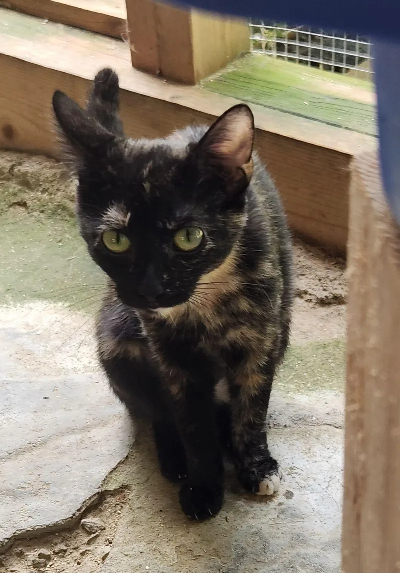 A young medium-sized female Domestic Short Hair cat named Puddin' for adoption in Crossville, TN