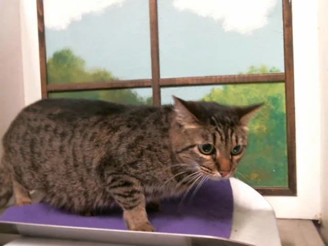 An adult medium-sized female Domestic Short Hair cat named Girl for adoption in Houston, TX