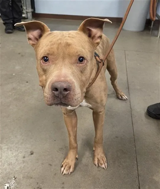 A young large-sized male Pit Bull Terrier dog named Brainiac for adoption in Phoenix, AZ
