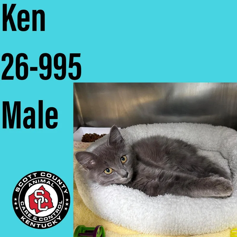 A baby small-sized male Domestic Short Hair cat named Ken for adoption in Georgetown, KY