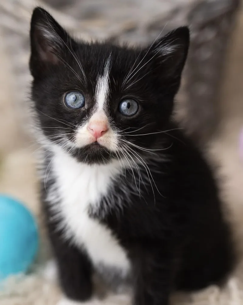A baby medium-sized male Black & White / Tuxedo Tuxedo cat named Pascal for adoption in Kenhorst, PA