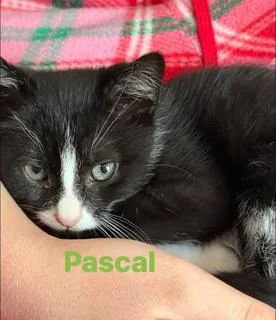 Pascal thumbnail 2