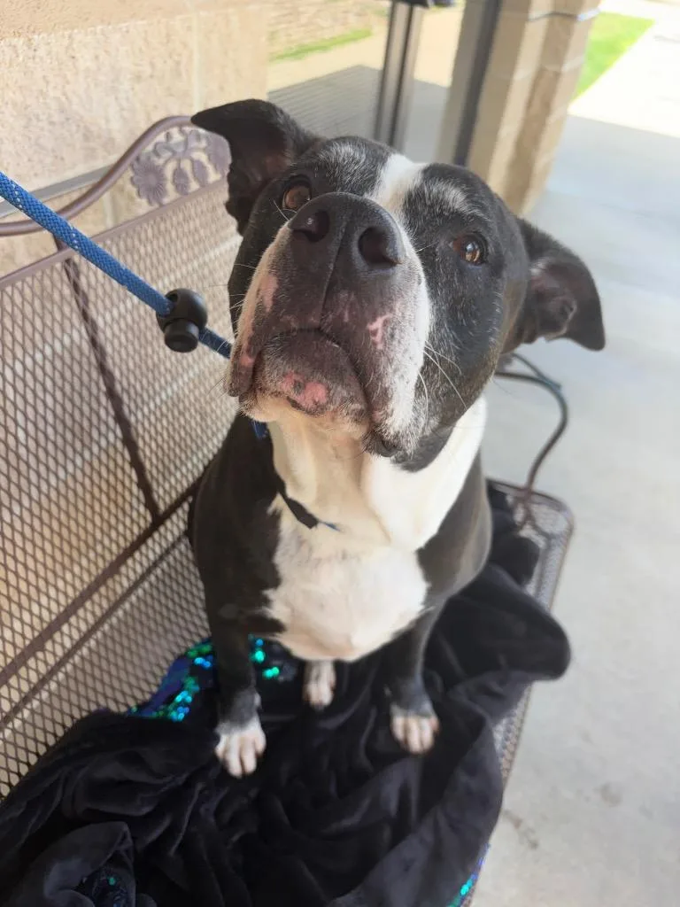 An adult large-sized female Terrier dog named Xena for adoption in Wintersville, OH