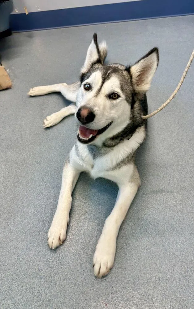 A young large-sized male Husky dog named Max for adoption in Greenlawn, NY