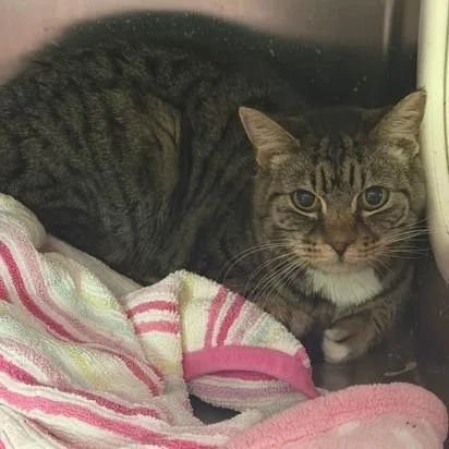 A senior medium-sized female Domestic Short Hair cat named Aricelli for adoption in Cumming, GA