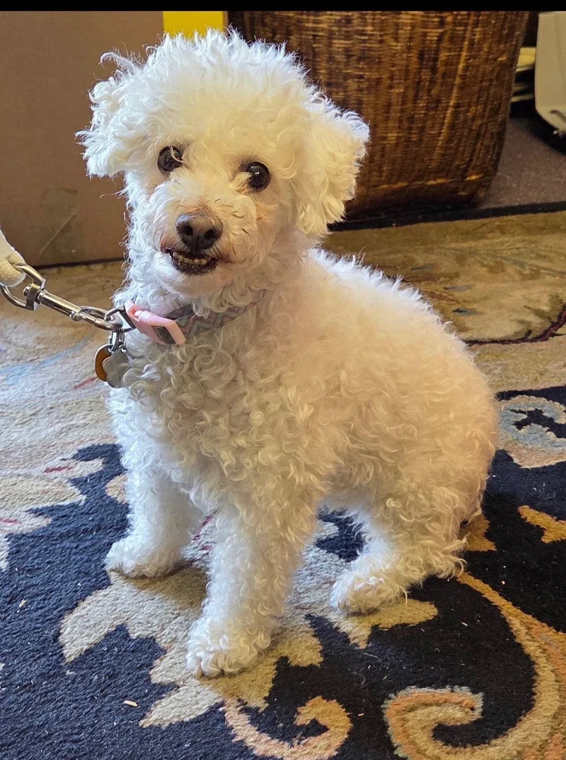 A senior small-sized female Poodle dog named Mia for adoption in Mentone, CA
