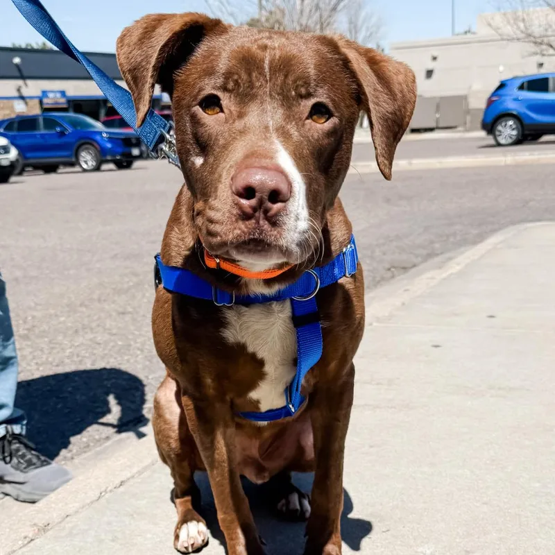 A young medium-sized male Brown / Chocolate Chocolate Labrador Retriever dog named Benny for adoption in Parker, CO