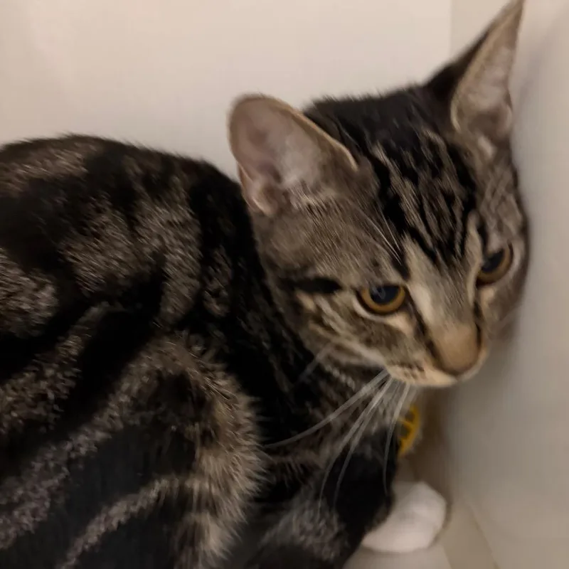 A baby medium-sized male Gray / Blue / Silver Domestic Short Hair cat named Eeyore for adoption in Floresville, TX