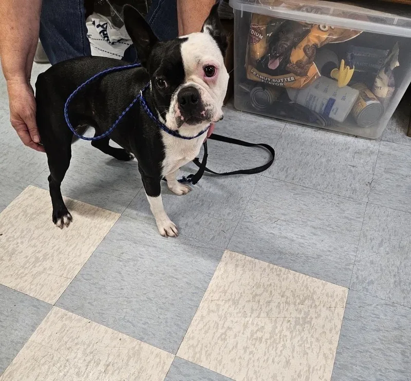 An adult small-sized female Tricolor (Brown, Black, & White) Boston Terrier dog named Sally for adoption in Irwin, PA