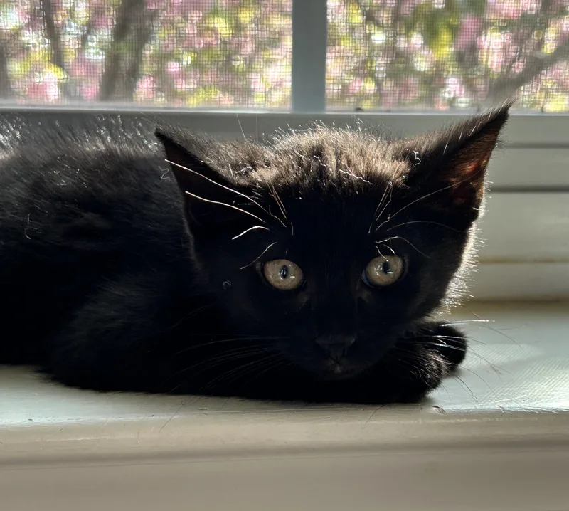 A baby medium-sized female Black Domestic Short Hair cat named Grizzly for adoption in Breinigsville, PA