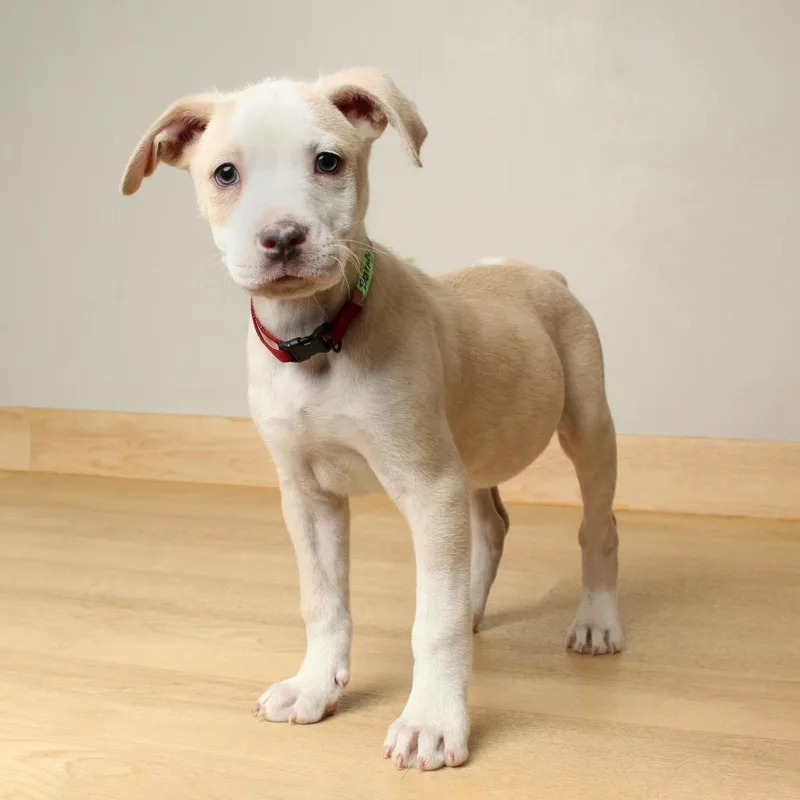 Blarney D thumbnail 2