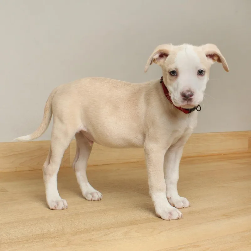 Blarney D thumbnail 3