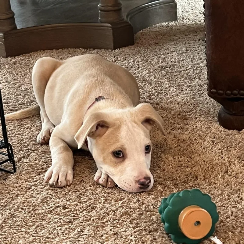 Blarney D thumbnail 4