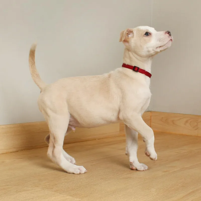 Blarney D thumbnail 5