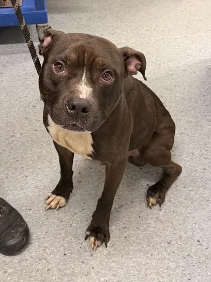 A young medium-sized male Black Pit Bull Terrier dog named Duke for adoption in Cleveland, OH