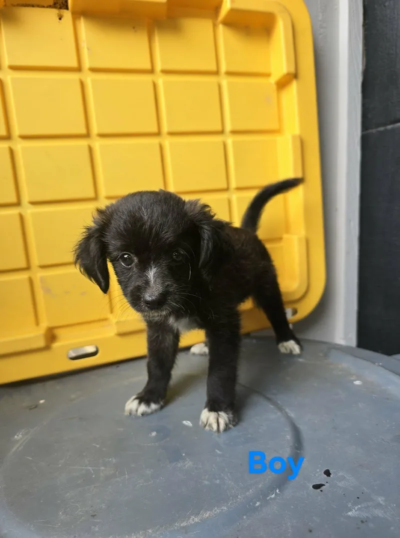 A baby small-sized female Terrier dog named Orbit for adoption in Gainesville, VA