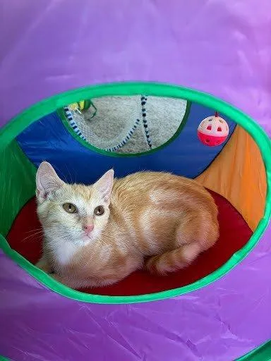 A baby small-sized female Tabby (Orange / Red) Domestic Short Hair cat named Candy for adoption in Raleigh, NC