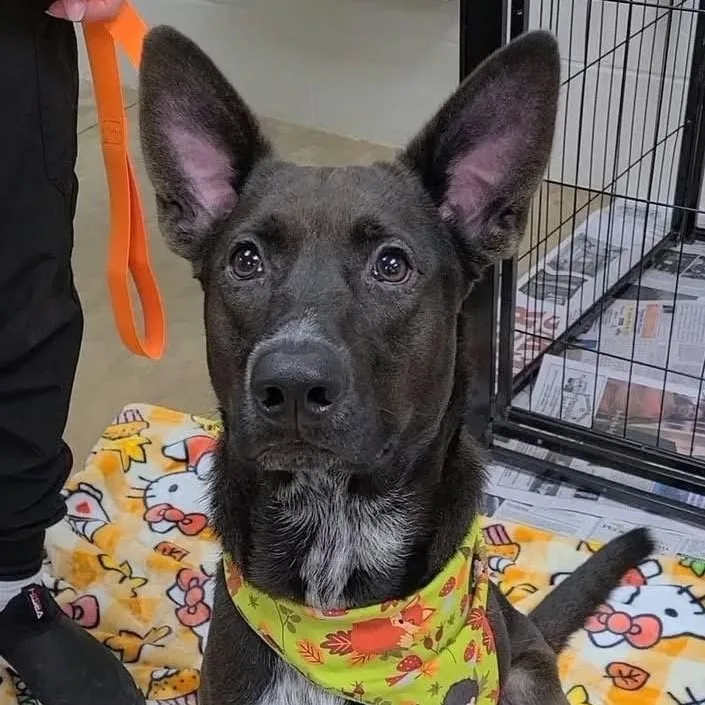 A young medium-sized male German Shepherd Dog dog named Pepper for adoption in Williston, VT