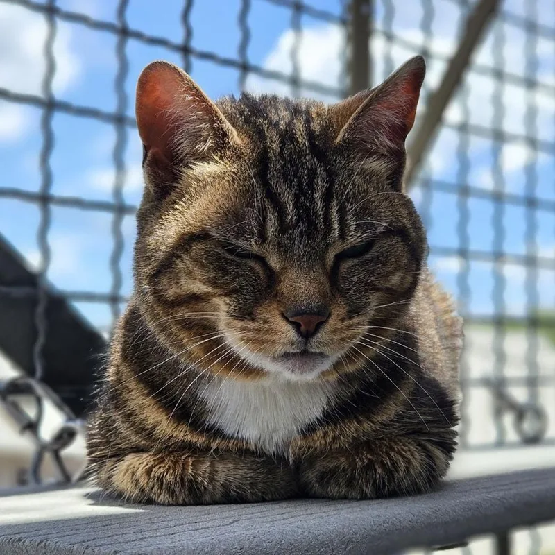A senior medium-sized female Brown / Chocolate Domestic Short Hair cat named Layla for adoption in Lakewood, CO
