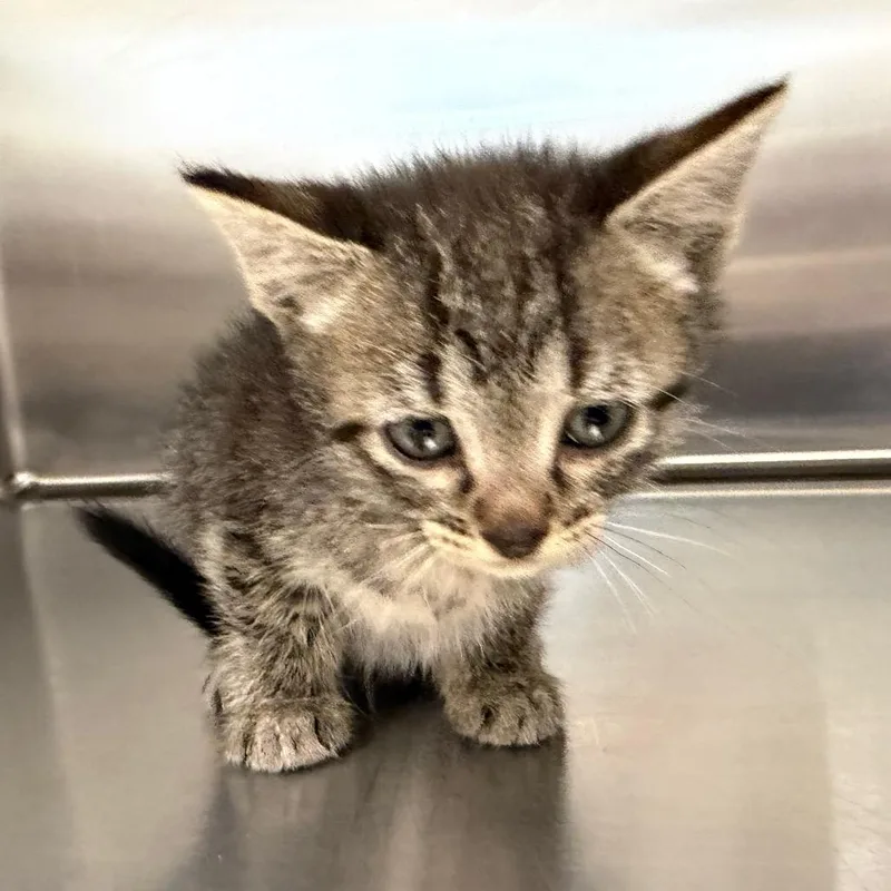 A baby small-sized female Black Domestic Short Hair cat named Zinna for adoption in Marshall, TX