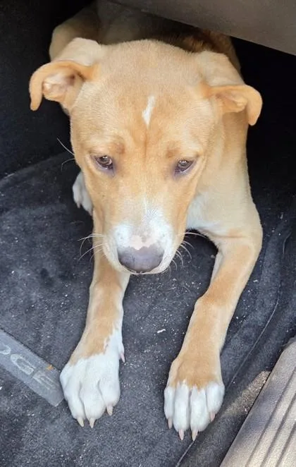 A young medium-sized female Labrador Retriever dog named Sissy for adoption in Fairhope, AL