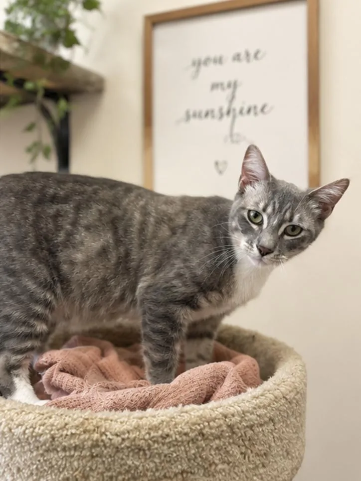 A young medium-sized female Tabby (Gray / Blue / Silver) Domestic Short Hair cat named Dionne for adoption in Orange, CA