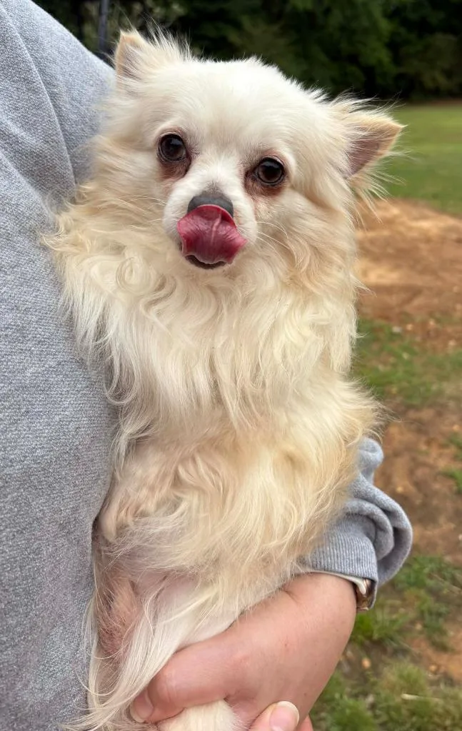 An adult small-sized male Chihuahua dog named Adam for adoption in Walnutport, PA