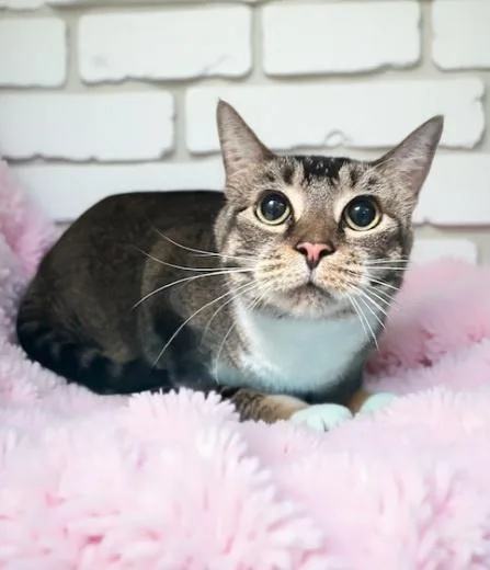 An adult medium-sized female Domestic Short Hair cat named Zoey for adoption in Pasadena, CA