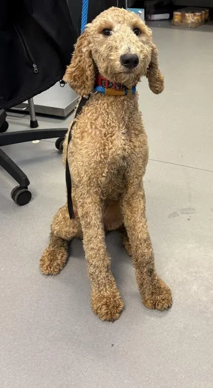 An adult medium-sized female Mixed Breed dog named Drop for adoption in West Chester, PA
