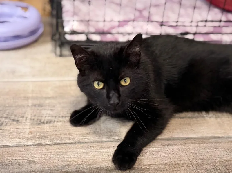 A young medium-sized male Domestic Short Hair cat named Crookshanks for adoption in Peru, NY