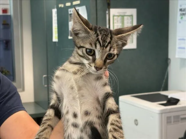 A baby medium-sized male Domestic Short Hair cat named Webster for adoption in Chatsworth, CA